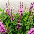 Šalvia hájna (Salvia nemorosa) ´SENSATION ROSE´ - kont. P13